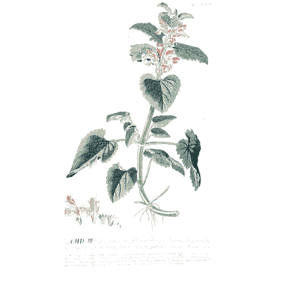 Nettle-like stem with flower spikes - Plantae Selectae - 1750