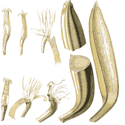 Flower parts and long seed pods - Plantae Selectae - 1750