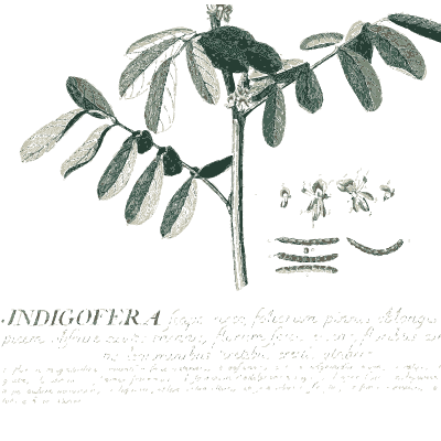 Indigofera branch with leaflets - Plantae Selectae - 1750
