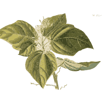 Broad ribbed leaves - Plantae Selectae - 1750