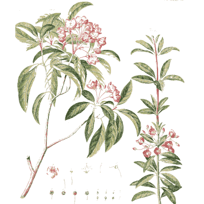 Shrub with pink flower clusters - Plantae Selectae - 1750