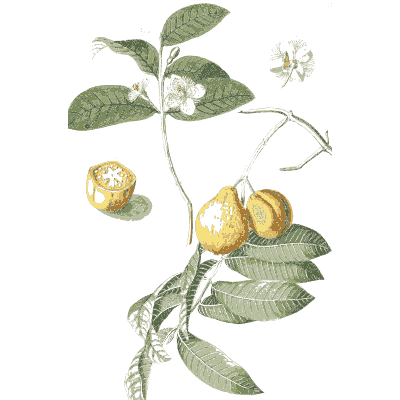 Branch with yellow fruit - Plantae Selectae - 1750