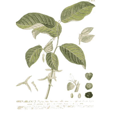 Leafy branch with seeds - Plantae Selectae - 1750