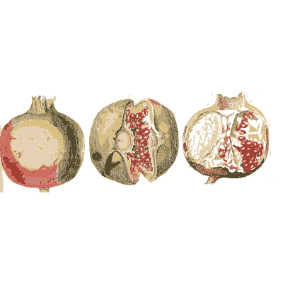 Pomegranate fruit cut open - Plantae Selectae - 1750