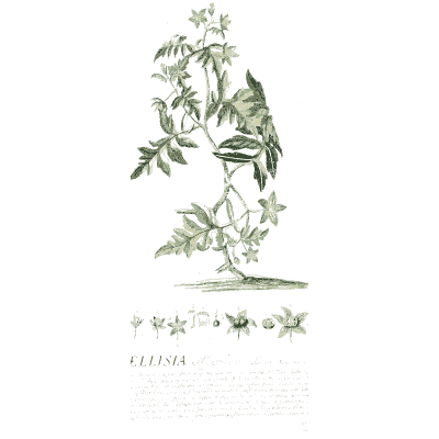Trailing plant with white flowers - Plantae Selectae - 1750