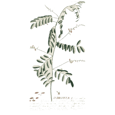 Indigofera stem with pinnate leaves - Plantae Selectae - 1750