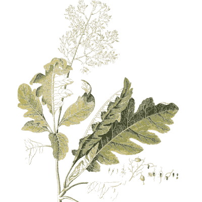 Begonia leaves and flower spray - Plantae Selectae - 1750