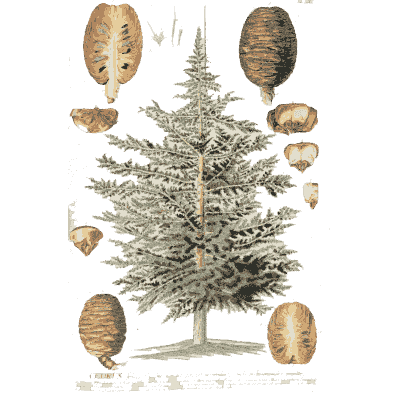 Cedar tree with cones - Plantae Selectae - 1750
