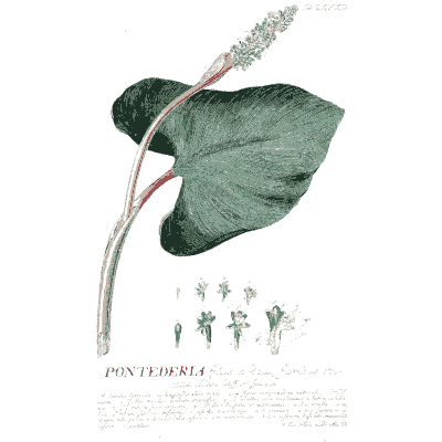 Pontederia leaf and flower spike - Plantae Selectae - 1750