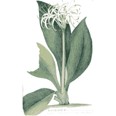 Pancratium flower with strap leaves - Plantae Selectae - 1750