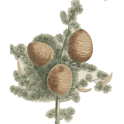 Cedar branch with cones - Plantae Selectae - 1750