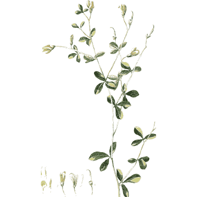 Slender stem with small round leaves - Plantae Selectae - 1750