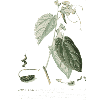 Helicteres leaf and twisted pod - Plantae Selectae - 1750