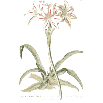Lilio-narcissus flowers - Plantae Selectae - 1750