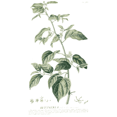 Ricinella branch in flower - Plantae Selectae - 1750