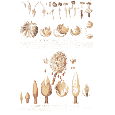 Flower parts study - Plantae Selectae - 1750