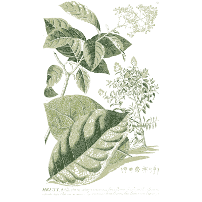 Broad leaves with flower sprays - Plantae Selectae - 1750