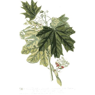 Vine with lobed leaves - Plantae Selectae - 1750