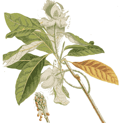 Branch with broad leaves and buds - Plantae Selectae - 1750