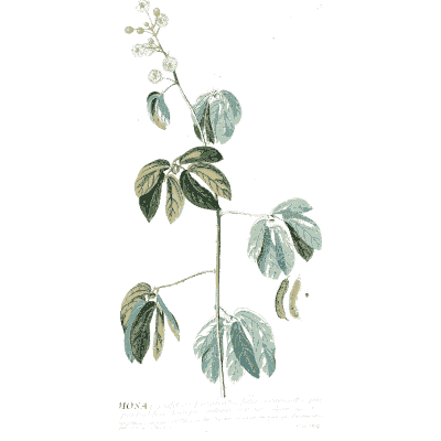 Slender stem with three-part leaves - Plantae Selectae - 1750