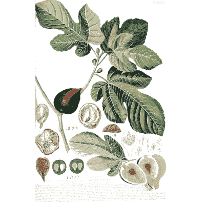 Fig branch with cut fruit - Plantae Selectae - 1750