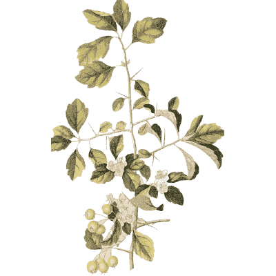 Branch with leaflets and berries - Plantae Selectae - 1750