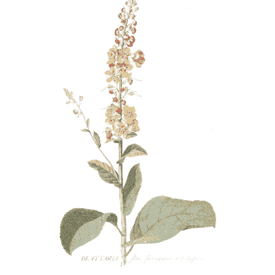 Flower spike with broad leaf - Plantae Selectae - 1750