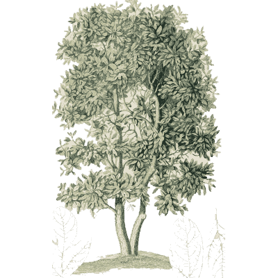 Leafy tree - Plantae Selectae - 1750