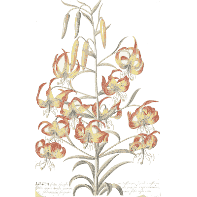 Martagon lily spike - Plantae Selectae - 1750