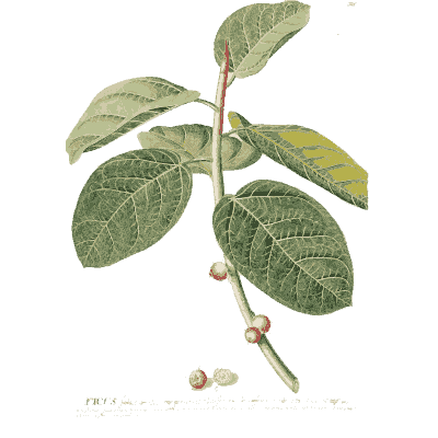 Branch with oval leaves and berries - Plantae Selectae - 1750
