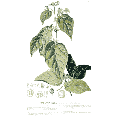Cocoa branch with pod - Plantae Selectae - 1750