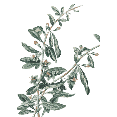 Shrub with narrow leaves - Plantae Selectae - 1750