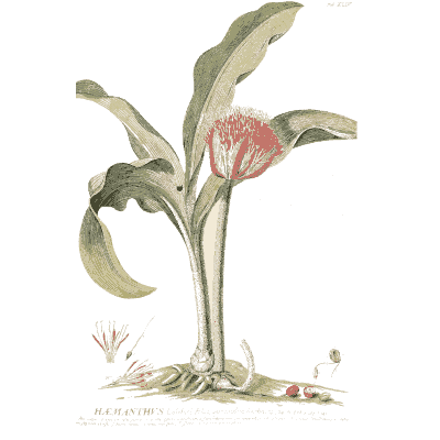 Haemanthus flower and leaves - Plantae Selectae - 1750