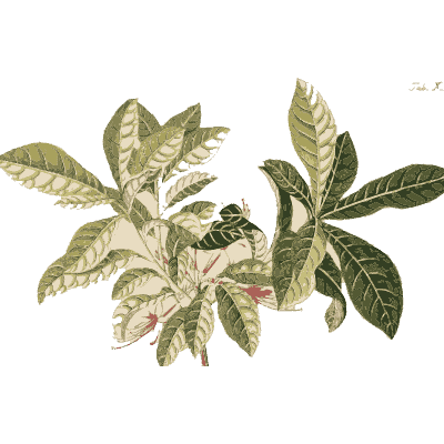 Rosette of deeply cut leaves - Plantae Selectae - 1750