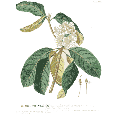 Rhododendron branch in flower - Plantae Selectae - 1750