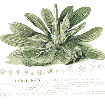 Veratrum leaf rosette - Plantae Selectae - 1750