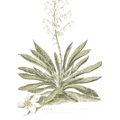 Yucca with flower spike - Plantae Selectae - 1750