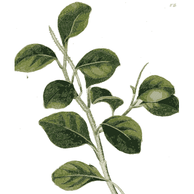 Branch with oval leaves and fruit - Plantae Selectae - 1750