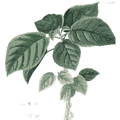 Branch of toothed leaves - Plantae Selectae - 1750