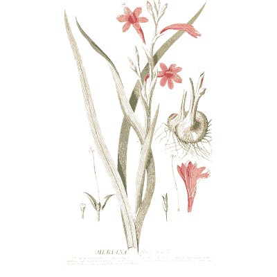 Grassy plant with red flowers - Plantae Selectae - 1750