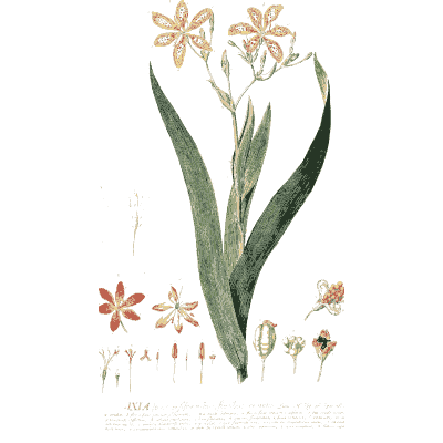 Star-flowered bulb plant - Plantae Selectae - 1750