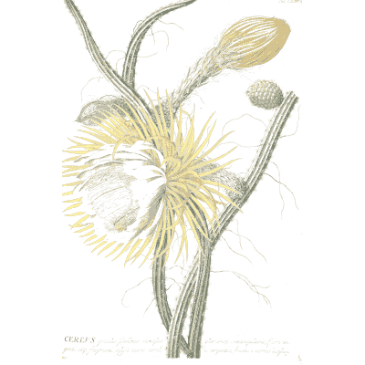 Night-blooming cereus flower 02 - Plantae Selectae - 1750