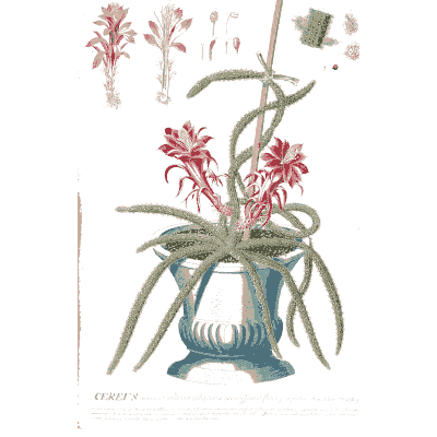 Potted spiny plant with red flowers - Plantae Selectae - 1750