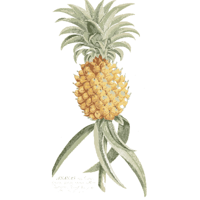 Pineapple on its stem - Plantae Selectae - 1750