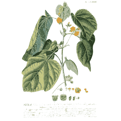 Sida stem with yellow flowers - Plantae Selectae - 1750