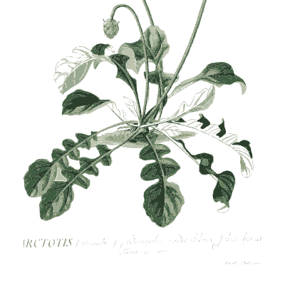Arctotis rosette with cut leaves - Plantae Selectae - 1750