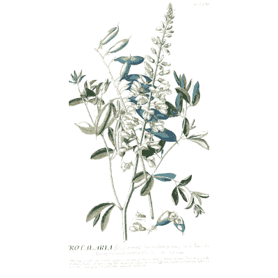 Blue-flowered spike with paired leaflets - Plantae Selectae - 1750