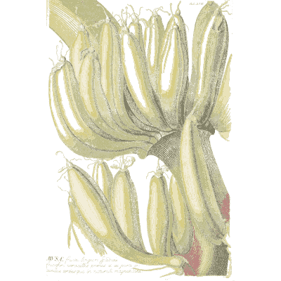 Bunch of bananas - Plantae Selectae - 1750