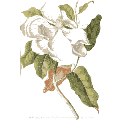 White flower with red throat - Plantae Selectae - 1750