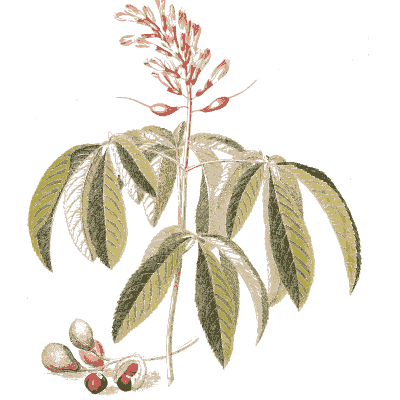 Horse chestnut leaves and flower spike - Plantae Selectae - 1750